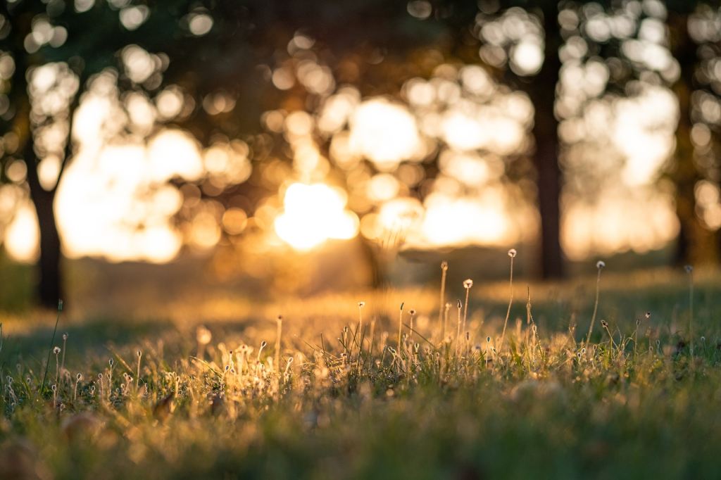 An image of sunlight shining through trees.